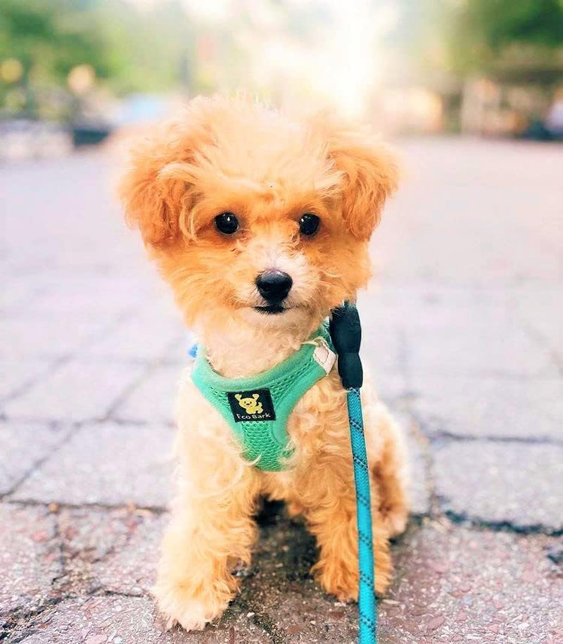 Dog Harness - Luxury Step in Mesh Dog Harness in Mint Turquoise - Soft & Secure Dog Halter Vest Wrap