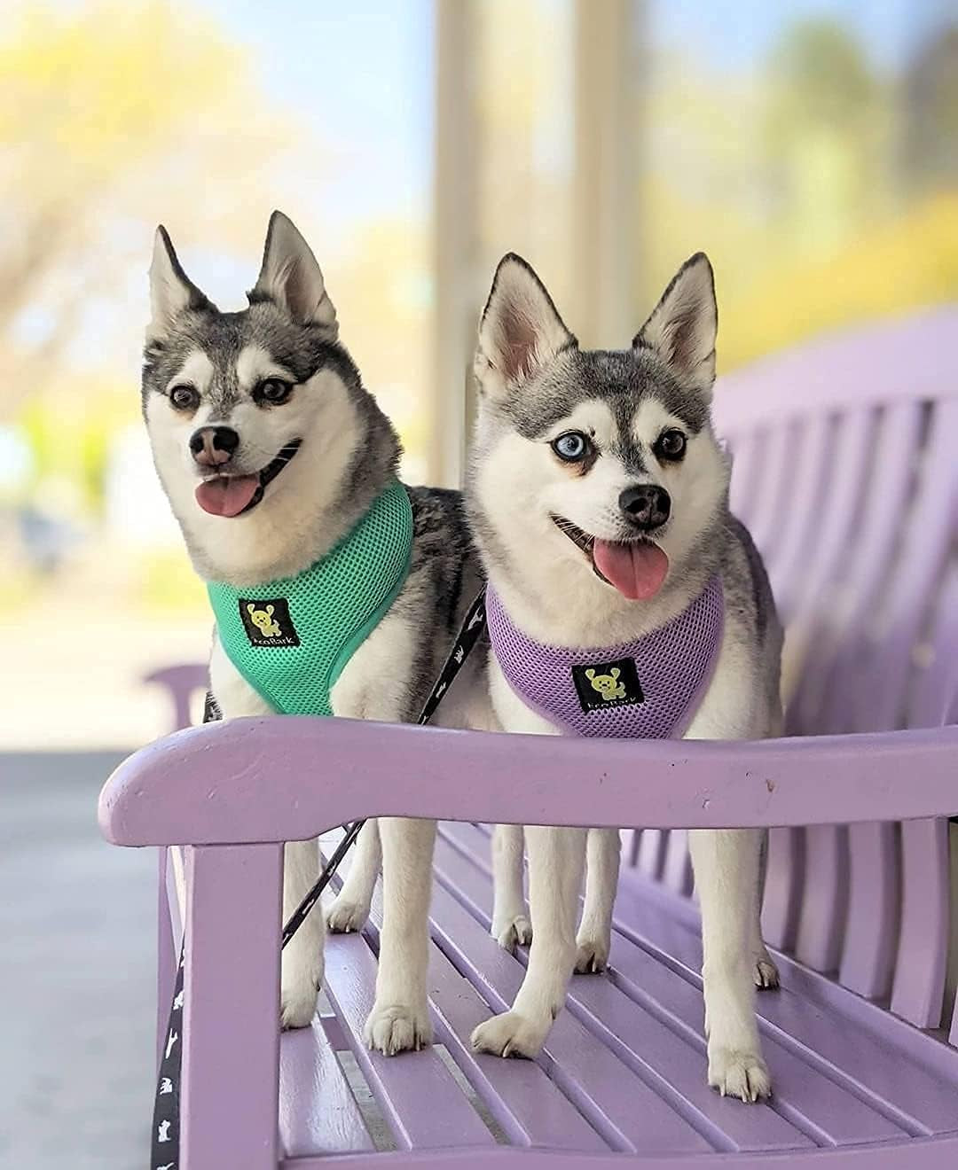 Lavender Dog Harness - Eco-Friendly Max Comfort Harnesses - Luxurious Soft Mesh Halter - over the Head Harness Vest- No Pull and No Choke